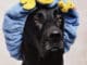 Hund-scharz-Badekappe-black-lab