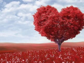 herz-Baum-heart-shape