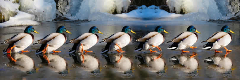 enten-Eis-animals