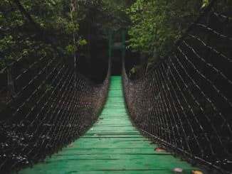 bruecke-haengebruecke-urwald-bridge