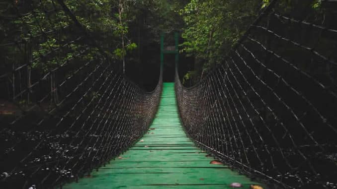 bruecke-haengebruecke-urwald-bridge
