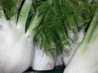 Fenchel-fennel