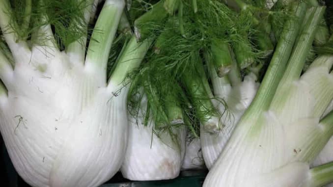 Fenchel-fennel