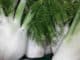 Fenchel-fennel
