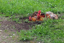 Huehner-erde-natur-chicken
