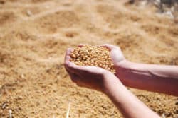 Soja-Bohnen-Haende-soybean