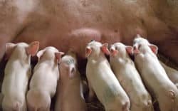 Ferkel-Schweine-saugen-piglet