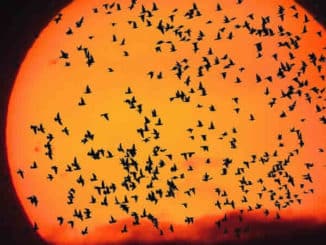 sonne-voegel-scharm-emotions