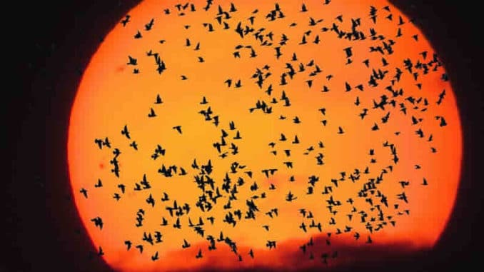 sonne-voegel-scharm-emotions