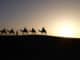 Kamele-Wueste-Abend-camels