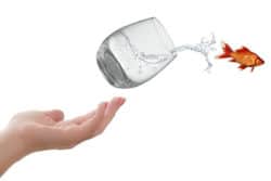 Wie entscheide ich richtig hand wasser glas fisch life