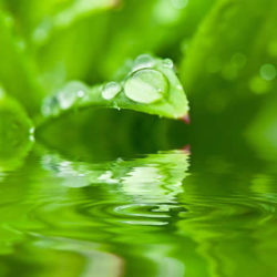 Klangschwingung tropfen wasser blatt