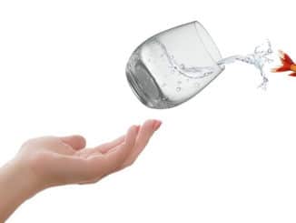 hand-wasser-glas-fisch-life