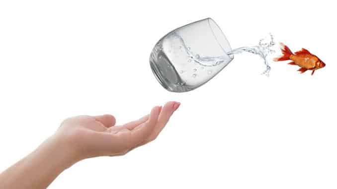 hand-wasser-glas-fisch-life