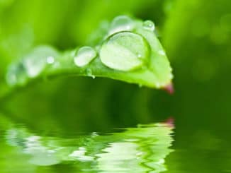 tropfen-wasser-blatt-gruen-drip