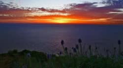 Madeira Insel der 4 Elemente sonnenuntergang meer disteln sunset