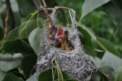 Egozentrik junger vogel bird