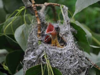 junger-vogel-bird