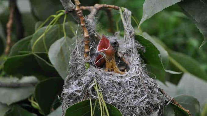junger-vogel-bird