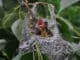 junger-vogel-bird
