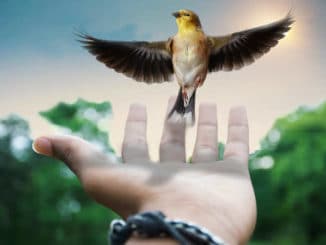 vogel-hand-creative