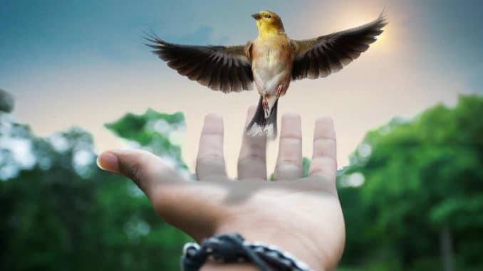 vogel-hand-creative