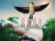 vogel-hand-creative