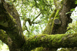 Cathleens Apfelbaum spirituelle Geschichte alter baum moss