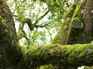 alter-baum-moss