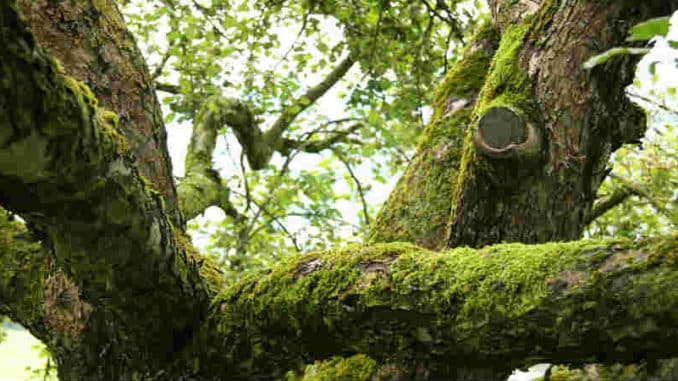alter-baum-moss