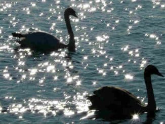 zwei-schwaene-swan