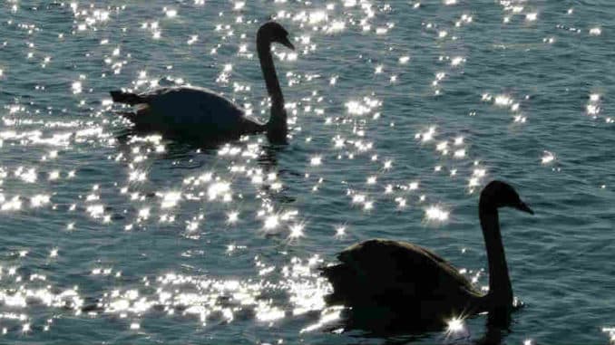 zwei-schwaene-swan