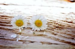 Das Gefühl von Trennung blumen