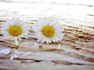 blumen blueten daisy
