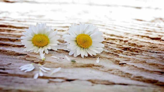 blumen blueten daisy