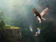 vogel-kind-nature