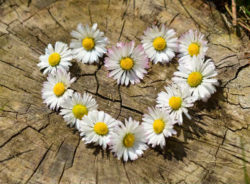 Liebe ist ALLES, aber nicht alles ist Liebe blumenherz