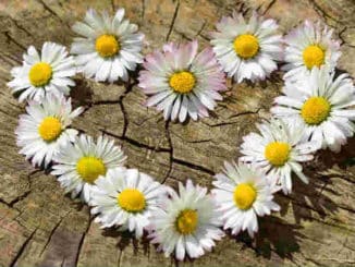 blumenherz-daisy