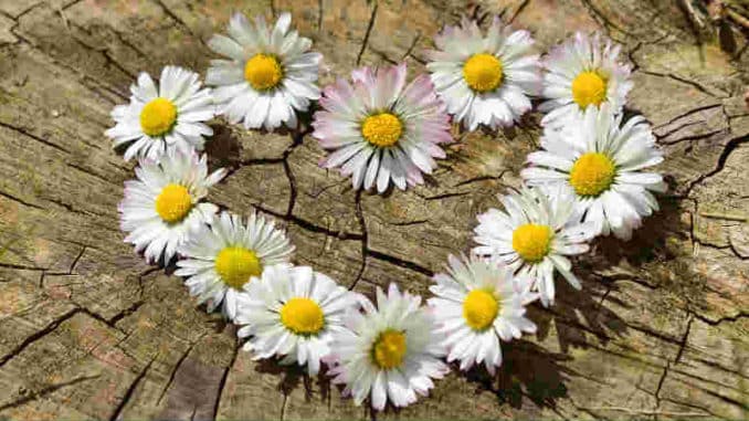 blumenherz-daisy