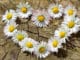 blumenherz-daisy