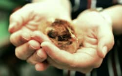 junger-vogel-in-haenden-chicks
