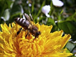 biene-loewenzahn-bee