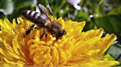 biene-loewenzahn-bee