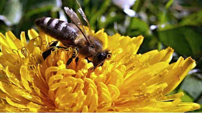 biene-loewenzahn-bee