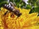 biene-loewenzahn-bee