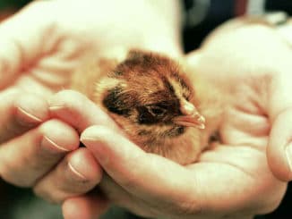 junger-vogel-in-haenden-chicks