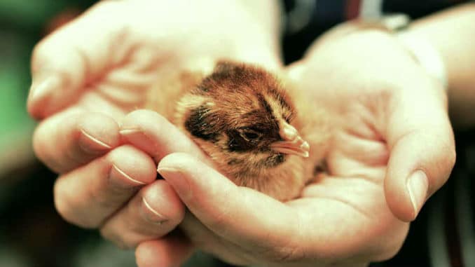junger-vogel-in-haenden-chicks