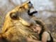 loewe-maedchen-lion