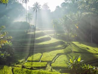 bali reisfeld