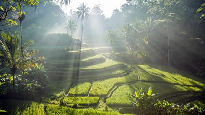 bali reisfeld